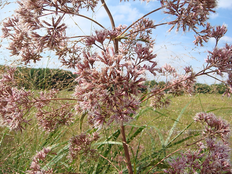 081 Longwood Gardens [2008 August 23].JPG - Longwood Gardens in Pennsylvania